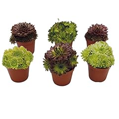 Sempervivum mix hauswurz gebraucht kaufen  Wird an jeden Ort in Deutschland