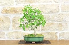 Bonsai gelso usato  Spedito ovunque in Italia 