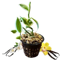 Super variegated vanilla for sale  Delivered anywhere in USA 