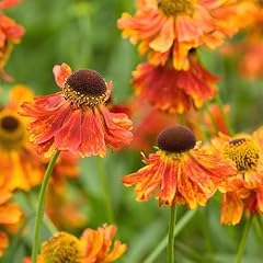 100pcs helenium flower for sale  Delivered anywhere in UK