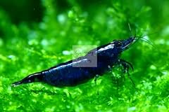 Blue diamond neocaridina for sale  Delivered anywhere in USA 