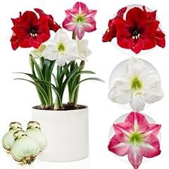Amaryllis onion collection for sale  Delivered anywhere in UK