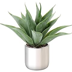 Large agave plant for sale  Delivered anywhere in USA 