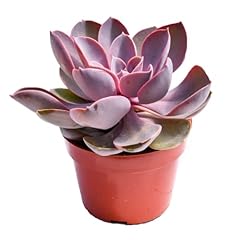 Live echeveria succulent for sale  Delivered anywhere in USA 