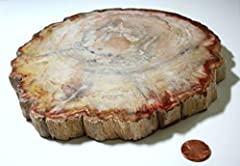 Petrified log slice for sale  Delivered anywhere in USA 