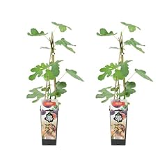 Bloomique ficus carica d'occasion  Livré partout en France