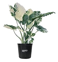 Alocasia dawn variegated for sale  Delivered anywhere in USA 