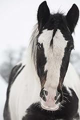 The irish cob d'occasion  Livré partout en France