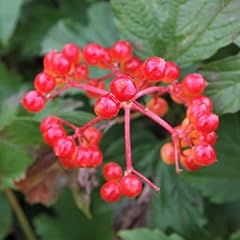 Viburnum opulus compactum for sale  Delivered anywhere in UK