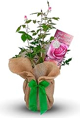 Rose bush best for sale  Delivered anywhere in UK