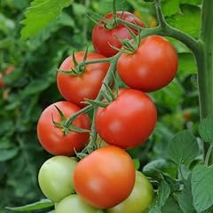 Perfect plants tomato for sale  Delivered anywhere in UK