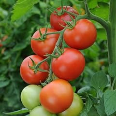 Perfect plants tomato for sale  Delivered anywhere in UK