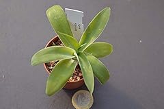 Portal cool agave usato  Spedito ovunque in Italia 