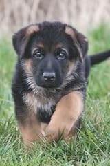 German shepherd puppy for sale  Delivered anywhere in USA 