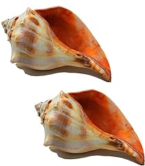 Atlantic whelk sea for sale  Delivered anywhere in USA 