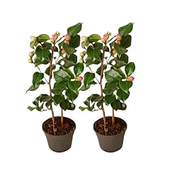 Plant box camellia gebraucht kaufen  Wird an jeden Ort in Deutschland