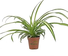 Enchanting spider plant for sale  Delivered anywhere in USA 