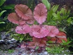 Mühlan aquatic plants for sale  Delivered anywhere in UK