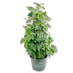 English ivy tree for sale  Delivered anywhere in USA 