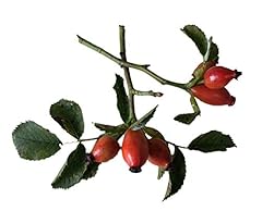Samen heckenrose rose gebraucht kaufen  Wird an jeden Ort in Deutschland