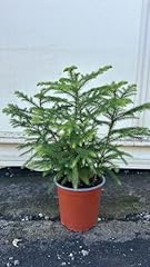 Stück zimmertanne araucaria gebraucht kaufen  Wird an jeden Ort in Deutschland