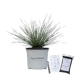 Platinum beauty lomandra for sale  Delivered anywhere in USA 