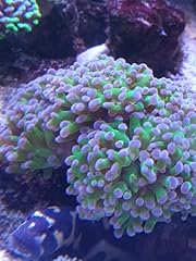 Beginner hammer coral for sale  Delivered anywhere in USA 