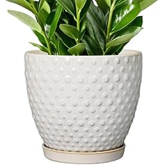 Epgardening inch plant for sale  Delivered anywhere in USA 