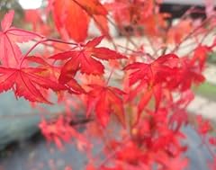 Japanischer fächerahorn acer gebraucht kaufen  Wird an jeden Ort in Deutschland