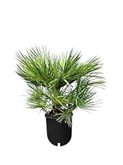 Chamaerops humilis palma usato  Spedito ovunque in Italia 