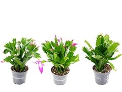 Christmas cactus mix for sale  Delivered anywhere in UK