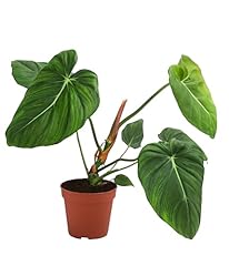 Dehner baumfreund philodendron gebraucht kaufen  Wird an jeden Ort in Deutschland