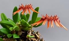 Bulbophyllum hirundinis rare for sale  Delivered anywhere in USA 