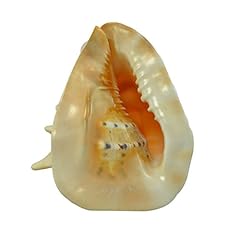 Shell decor large for sale  Delivered anywhere in USA 