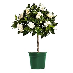 American plant mini for sale  Delivered anywhere in USA 