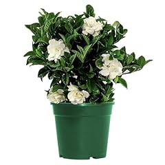 Evergreen fragrant gardenia for sale  Delivered anywhere in UK