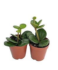 Hope peperomia houseplant for sale  Delivered anywhere in USA 