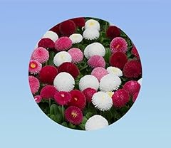 500 graines fleurs d'occasion  Livré partout en France