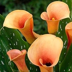 Schone zantedeschia pastel for sale  Delivered anywhere in UK