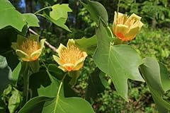 Semi liriodendron tulipifera gebraucht kaufen  Wird an jeden Ort in Deutschland