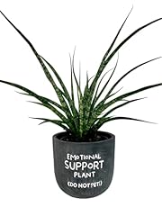 Sansevieria fernwood mikado for sale  Delivered anywhere in USA 