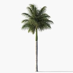 Royal palm tree for sale  Delivered anywhere in USA 