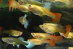 Assorted color female for sale  Delivered anywhere in USA 