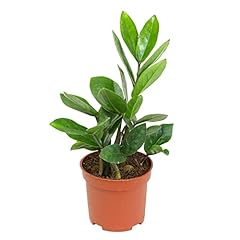 3.5 plant zamioculcas for sale  Delivered anywhere in USA 