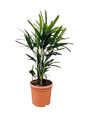 Tropictrees palmier rhapis d'occasion  Livré partout en France