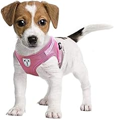 jack russell puppy harness for sale  Delivered anywhere in UK