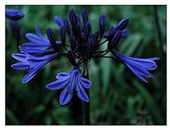 Agapanthus midnight star for sale  Delivered anywhere in Ireland