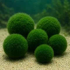 Daxton plant moosball gebraucht kaufen  Wird an jeden Ort in Deutschland