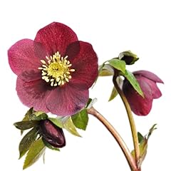Garden shrub helleborus for sale  Delivered anywhere in UK