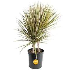 Costa farms dracaena for sale  Delivered anywhere in USA 